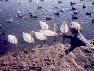 Swan Pond